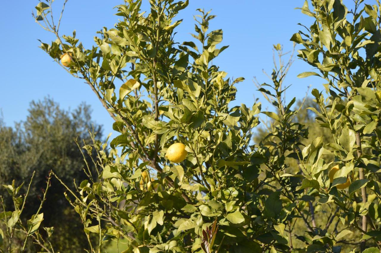 Quinta Das Figueiras Vila Nova de Cacela Bagian luar foto